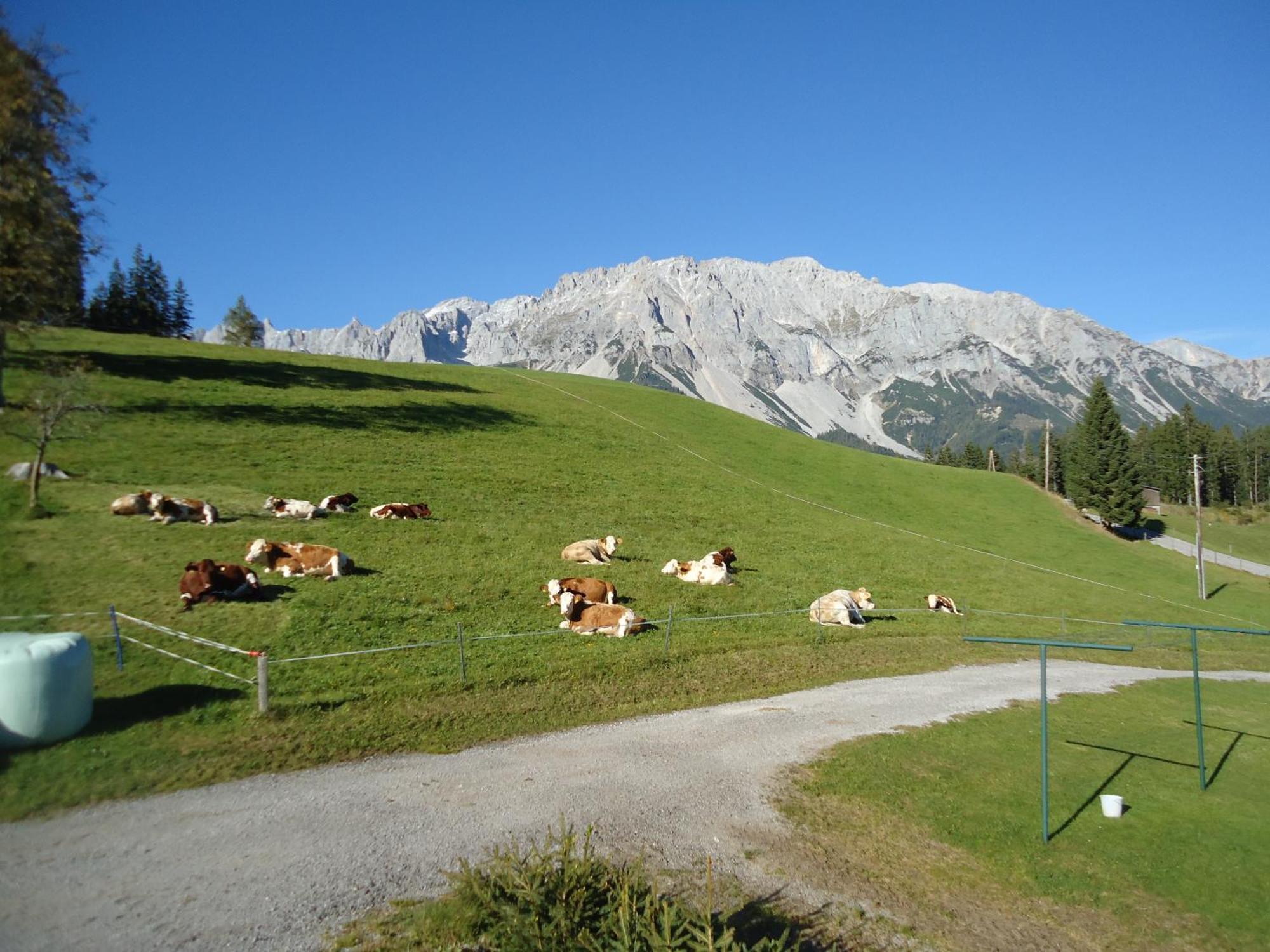 Pension-Greimelbacherhof Ramsau am Dachstein Exterior foto